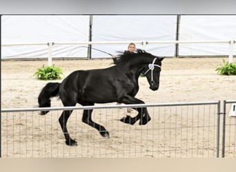 Frisone / Frisone Occidentale, Stallone, 3 Anni, 170 cm, Morello