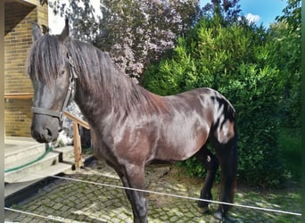 Frisone / Frisone Occidentale, Stallone, 3 Anni, Morello