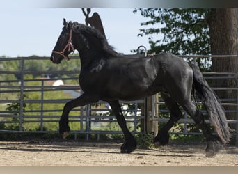 Frisone / Frisone Occidentale, Stallone, 3 Anni, Morello