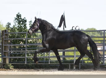 Frisone / Frisone Occidentale, Stallone, 3 Anni, Morello
