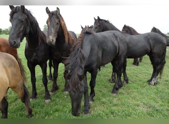 Frisone / Frisone Occidentale, Stallone, 4 Anni, 155 cm