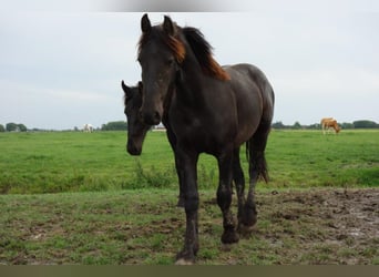 Frisone / Frisone Occidentale, Stallone, 4 Anni, 155 cm