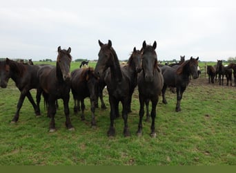 Frisone / Frisone Occidentale, Stallone, 4 Anni, 155 cm