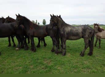 Frisone / Frisone Occidentale, Stallone, 4 Anni, 155 cm