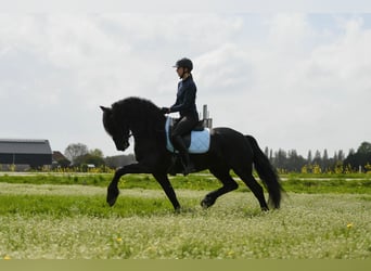 Frisone / Frisone Occidentale, Stallone, 4 Anni, 162 cm, Morello