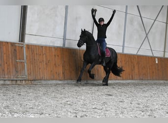 Frisone / Frisone Occidentale, Stallone, 4 Anni, 163 cm, Morello