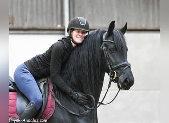 Frisone / Frisone Occidentale, Stallone, 4 Anni, 163 cm, Morello