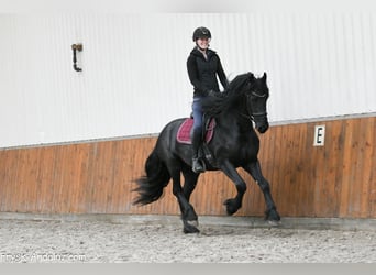 Frisone / Frisone Occidentale, Stallone, 4 Anni, 163 cm, Morello