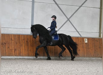 Frisone / Frisone Occidentale, Stallone, 4 Anni, 165 cm, Morello