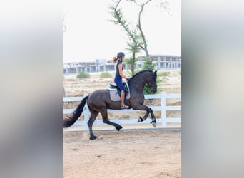 Frisone / Frisone Occidentale, Stallone, 4 Anni, 165 cm, Morello