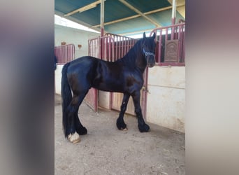 Frisone / Frisone Occidentale Mix, Stallone, 4 Anni, 165 cm, Morello