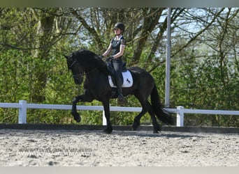 Frisone / Frisone Occidentale, Stallone, 4 Anni, 165 cm, Morello