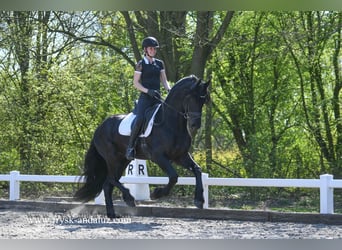 Frisone / Frisone Occidentale, Stallone, 4 Anni, 165 cm, Morello