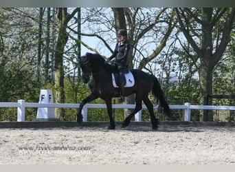 Frisone / Frisone Occidentale, Stallone, 4 Anni, 165 cm, Morello
