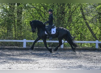 Frisone / Frisone Occidentale, Stallone, 4 Anni, 165 cm, Morello