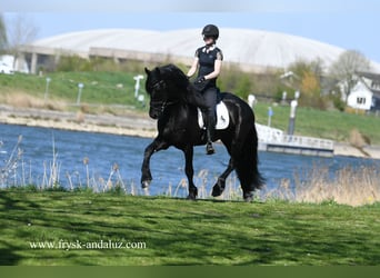 Frisone / Frisone Occidentale, Stallone, 4 Anni, 165 cm, Morello