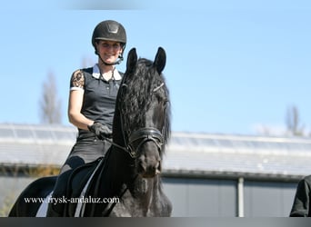 Frisone / Frisone Occidentale, Stallone, 4 Anni, 165 cm, Morello