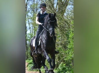 Frisone / Frisone Occidentale, Stallone, 4 Anni, 165 cm, Morello