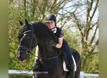 Frisone / Frisone Occidentale, Stallone, 4 Anni, 165 cm, Morello