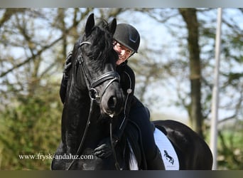 Frisone / Frisone Occidentale, Stallone, 4 Anni, 165 cm, Morello