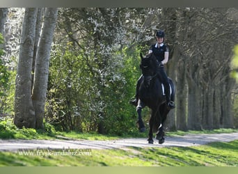 Frisone / Frisone Occidentale, Stallone, 4 Anni, 165 cm, Morello