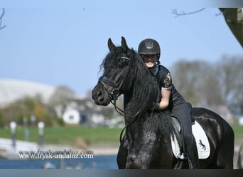 Frisone / Frisone Occidentale, Stallone, 4 Anni, 165 cm, Morello