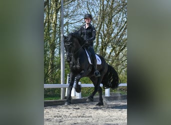 Frisone / Frisone Occidentale, Stallone, 4 Anni, 165 cm, Morello