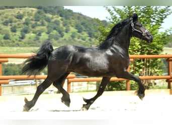 Frisone / Frisone Occidentale, Stallone, 4 Anni, 166 cm, Morello