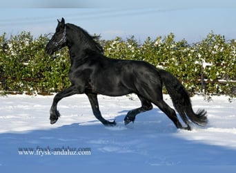 Frisone / Frisone Occidentale, Stallone, 4 Anni, 166 cm, Morello