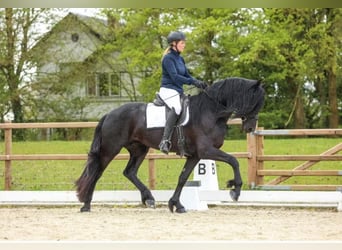 Frisone / Frisone Occidentale, Stallone, 4 Anni, 168 cm, Morello