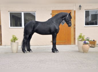 Frisone / Frisone Occidentale, Stallone, 4 Anni, 168 cm, Morello