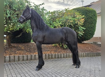 Frisone / Frisone Occidentale, Stallone, 4 Anni, 169 cm, Morello