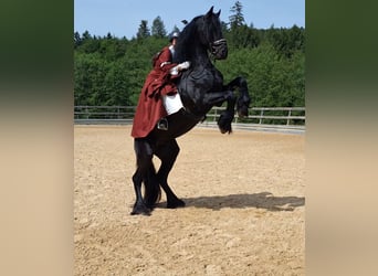 Frisone / Frisone Occidentale, Stallone, 4 Anni, 170 cm, Morello