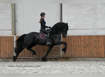 Frisone / Frisone Occidentale, Stallone, 4 Anni, 170 cm, Morello