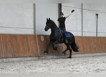 Frisone / Frisone Occidentale, Stallone, 4 Anni, 170 cm, Morello