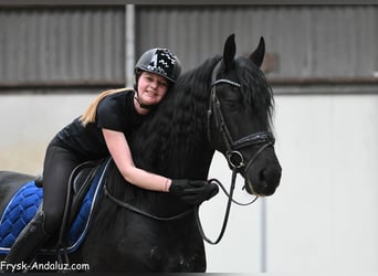 Frisone / Frisone Occidentale, Stallone, 4 Anni, 170 cm, Morello