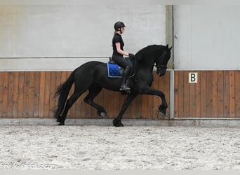 Frisone / Frisone Occidentale, Stallone, 4 Anni, 170 cm, Morello