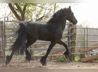 Frisone / Frisone Occidentale, Stallone, 4 Anni, Morello