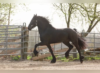 Frisone / Frisone Occidentale, Stallone, 4 Anni, Morello