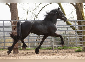 Frisone / Frisone Occidentale, Stallone, 4 Anni, Morello