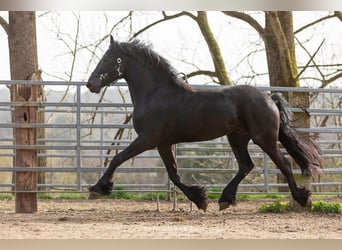 Frisone / Frisone Occidentale, Stallone, 4 Anni, Morello