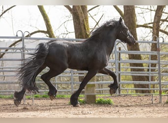 Frisone / Frisone Occidentale, Stallone, 4 Anni, Morello