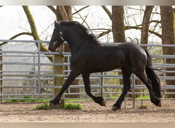 Frisone / Frisone Occidentale, Stallone, 4 Anni, Morello