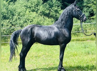 Frisone / Frisone Occidentale, Stallone, 4 Anni, Morello