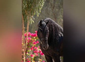 Frisone / Frisone Occidentale, Stallone, 5 Anni, 162 cm, Morello