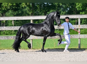 Frisone / Frisone Occidentale, Stallone, 5 Anni, 163 cm, Morello