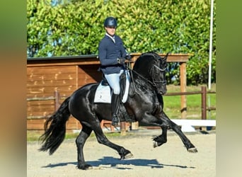 Frisone / Frisone Occidentale, Stallone, 5 Anni, 163 cm, Morello