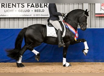 Frisone / Frisone Occidentale, Stallone, 5 Anni, 163 cm, Morello