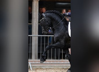 Frisone / Frisone Occidentale, Stallone, 5 Anni, 163 cm, Morello