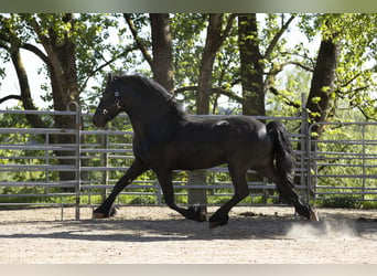 Frisone / Frisone Occidentale, Stallone, 5 Anni, 163 cm, Morello